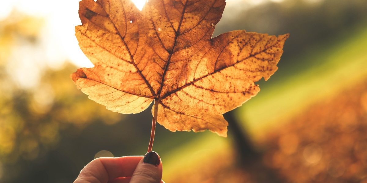 Zo bescherm je jouw tuin in de herfst