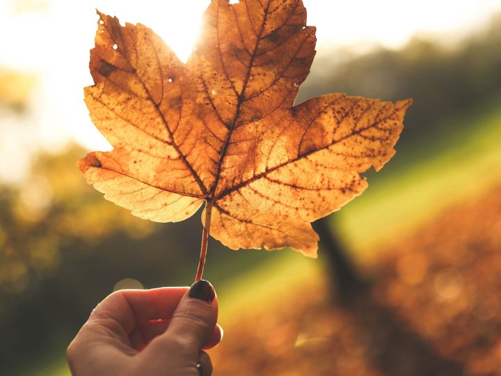 Zo bescherm je jouw tuin in de herfst